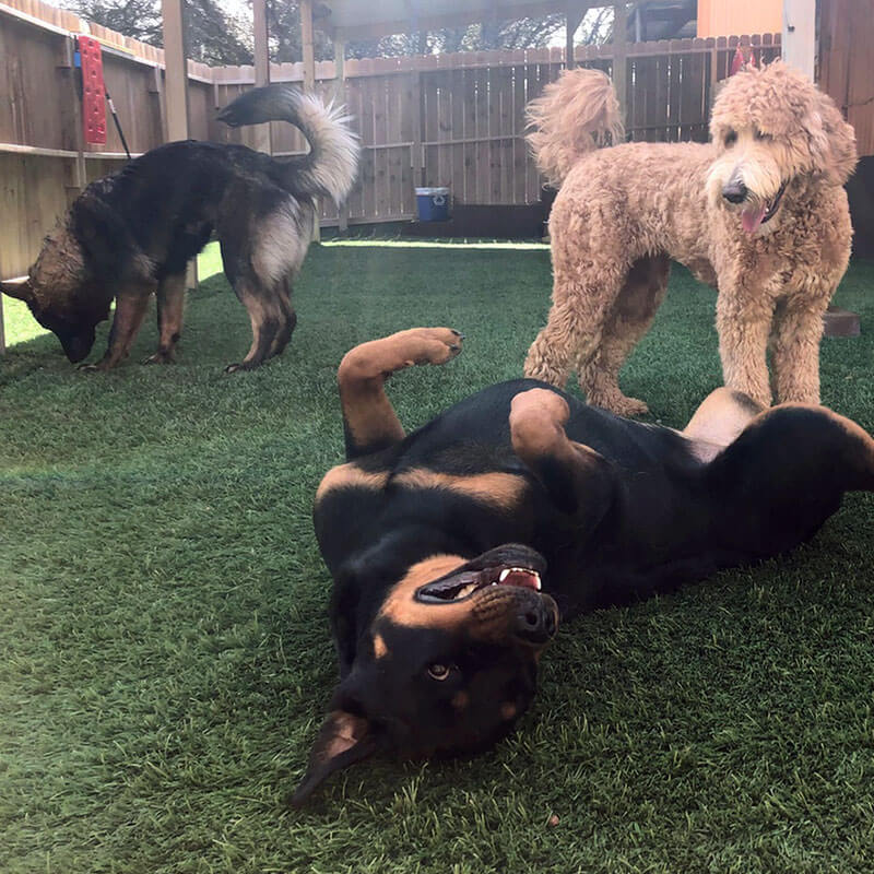 Dog Daycare at My Love Fur Paws in Austin, TX